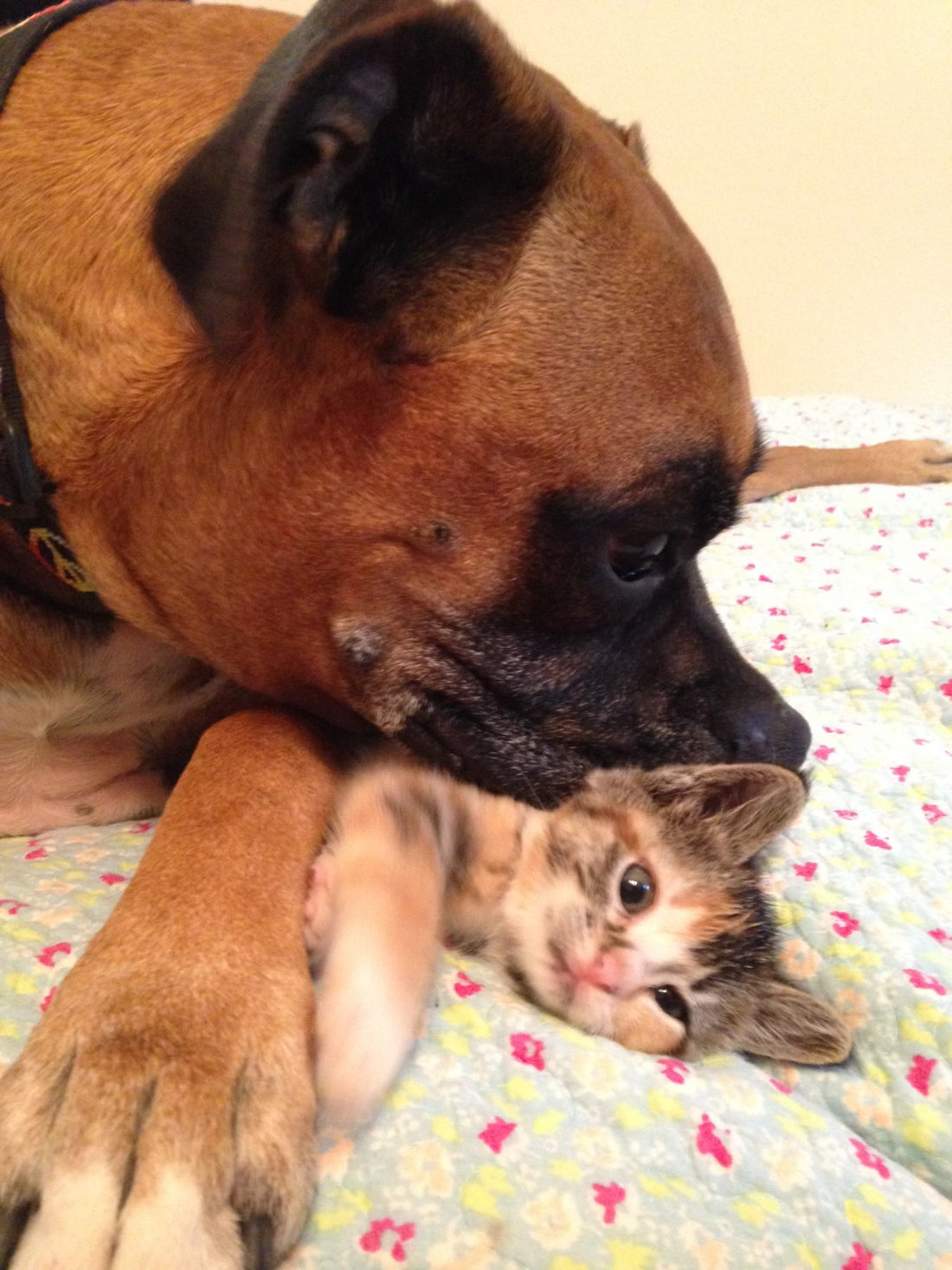 Colton and His Kitten Maggie